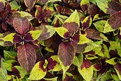 Coleus, Chocolate Pineapple Surprise