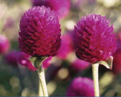 Gomphrena, Purple