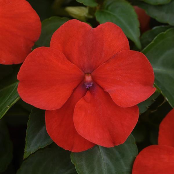 Impatiens, Beacon Bright Red