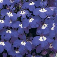 Lobelia, Rivera Blue Eyes