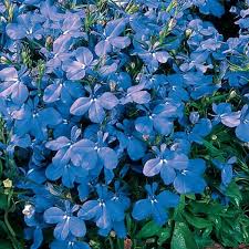 Lobelia, Rivera Sky Blue