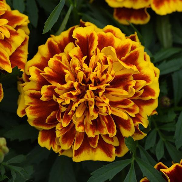 Marigold, Bonanza Bee