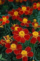 Marigold, Disco Red