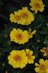 Marigold, Disco Yellow