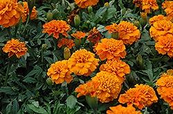Marigold, Janie Deep Orange