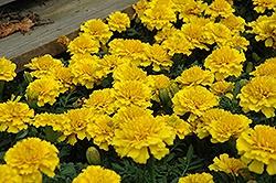 Marigold, Janie Yellow