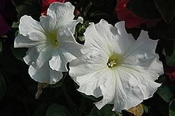 Petunia, Dreams White