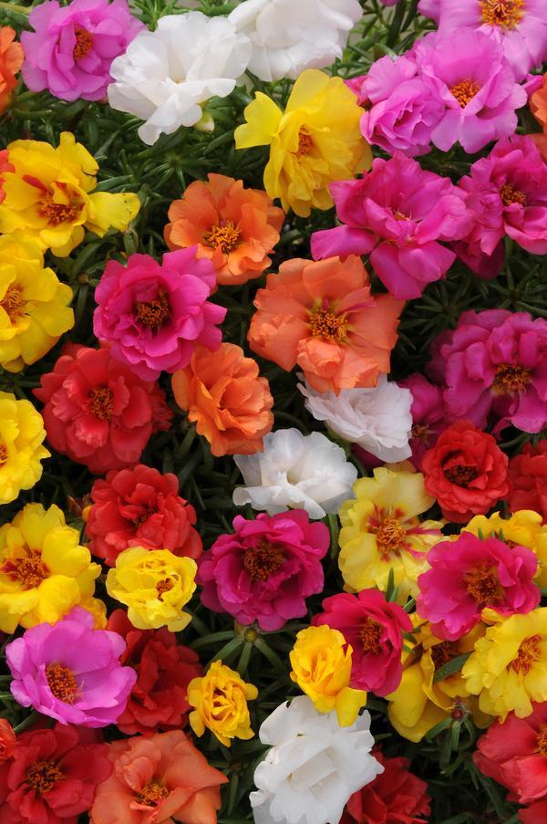 Portulaca, Happy Hour Mix