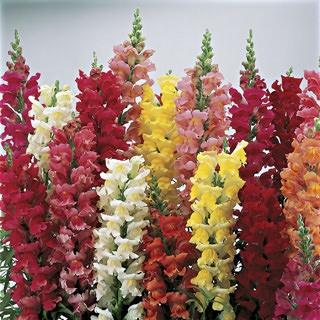 Snapdragon, Rocket Mix