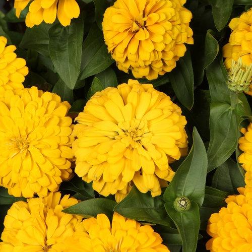 Zinna, Megellan Yellow