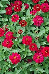 Zinna, Profusion Double Hot Cherry