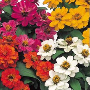 Zinna, Profusion Double Mix