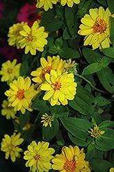 Zinna, Profusion Double Yellow