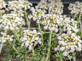 Candy Tuft, Tiny White