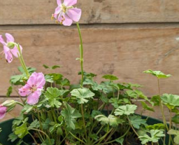 Geranium, Tiny Pink