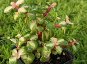 Portulacaria, Rainbow Bush