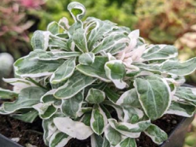 Calico Plant, Snow Queen