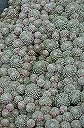 Hens & Chicks, Cobweb