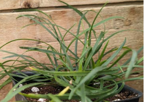 Mondo Grass, White Sparkler