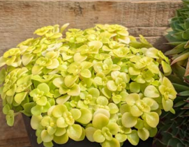 Sedum, Japanese Golden