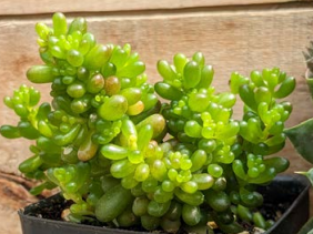 Sedum, Jelly Bean