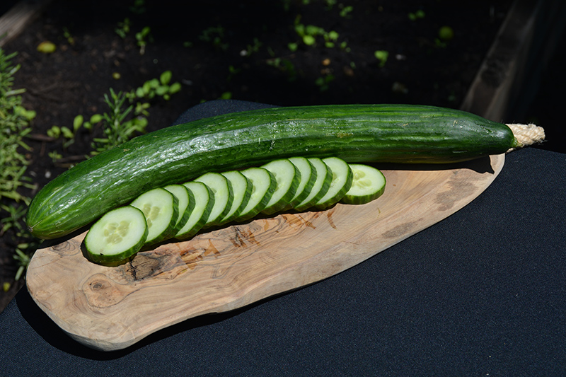 Cucumber, Burpless