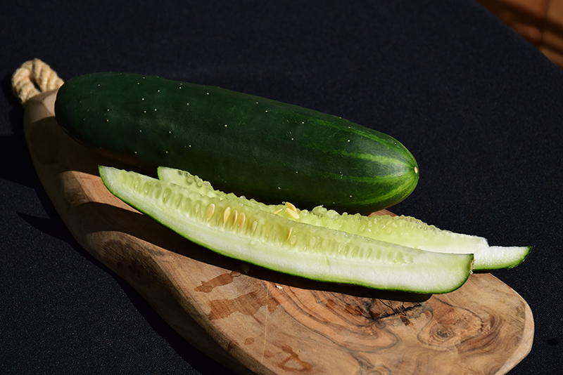 Cucumber, Marketmore