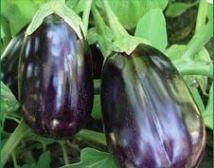 Eggplant, Black Beauty