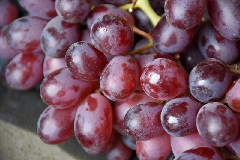 Grapes, Seedless