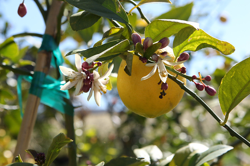 Lemon, Meyer