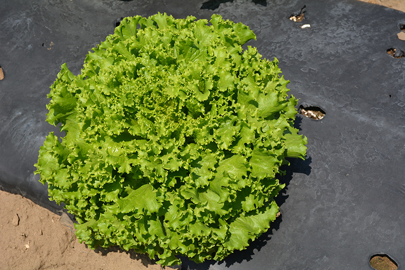 Lettuce, Salad Bowl Green