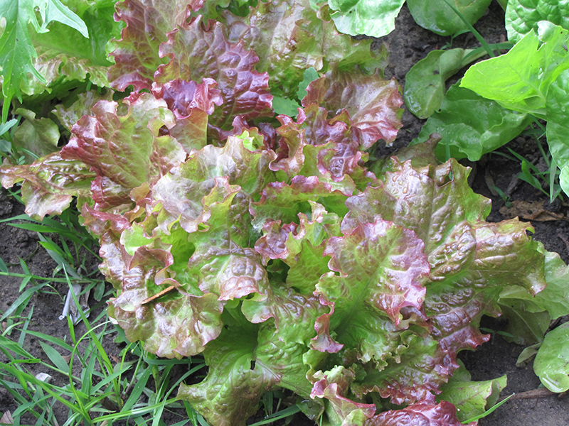 Lettuce, Salad Bowl Red