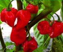 Pepper, Habanero Red