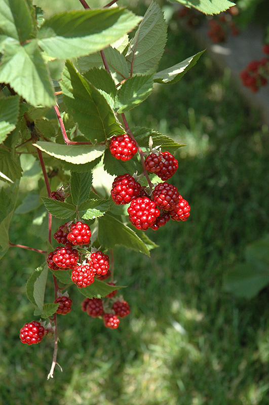 Raspberries, Heritage