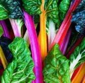 Swiss Chard, Bright Lights