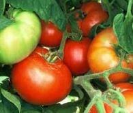 Tomato, Beefsteak