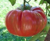 Tomato, Brandywine