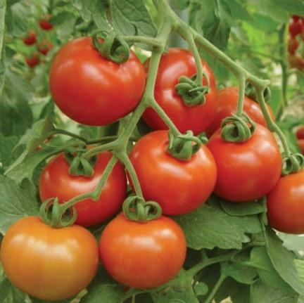 Tomato, Early Goliath