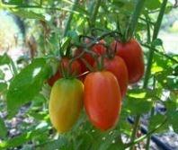 Tomato, Roma