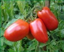 Tomato, San Marzano