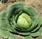 Cabbage, Early