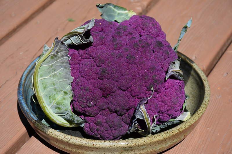 Cauliflower, Violet Queen