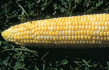 Corn, Precious Gem (Bulk Seed)