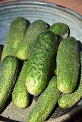 Cucumber, Pickling