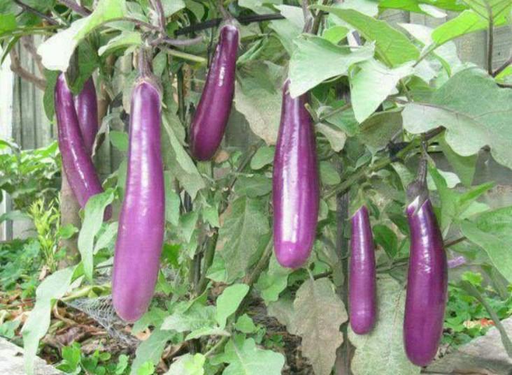 Eggplant, Oriental