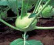 Kohlrabi