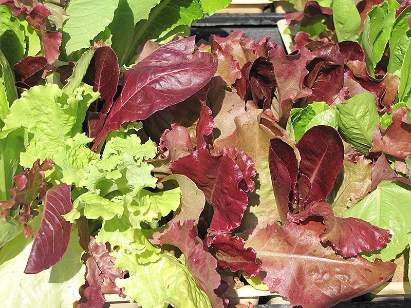 Lettuce, Gourmet Salad Blend