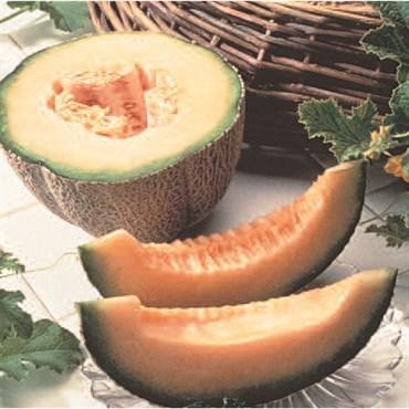 Muskmelon, Burpee Hybrid