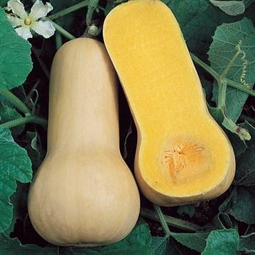 Squash, Butternut