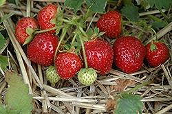 Strawberries, Jewel